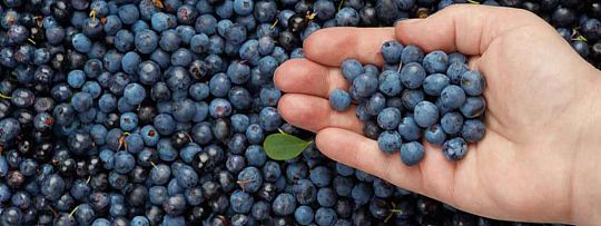 blueberries-1553092133.jpg